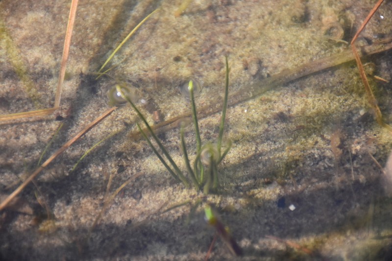 Lake Quillwort photo 7
