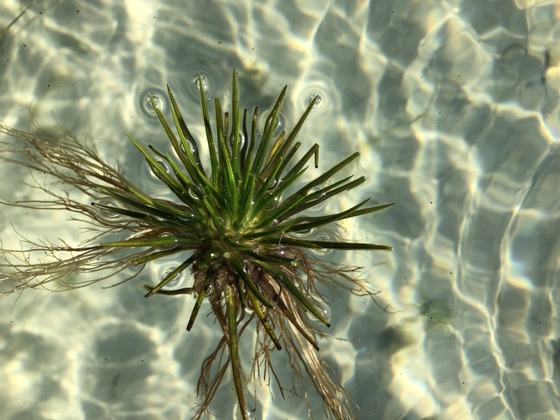 Lake Quillwort photo 8
