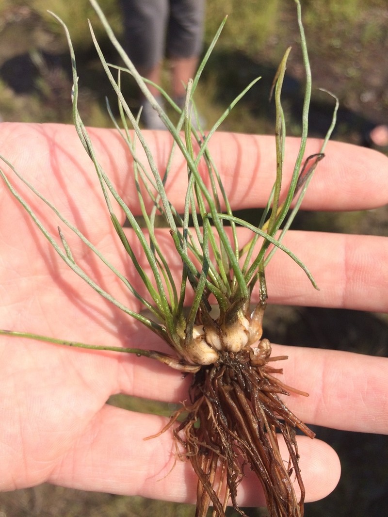 Isoetes laurentiana