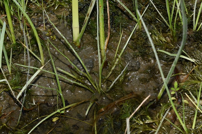 Isoetes laurentiana photo 5