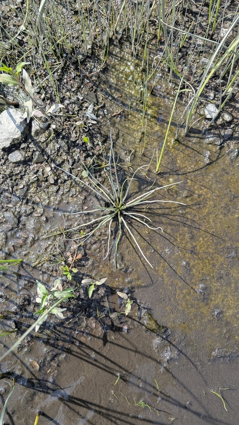 Isoetes laurentiana photo 6