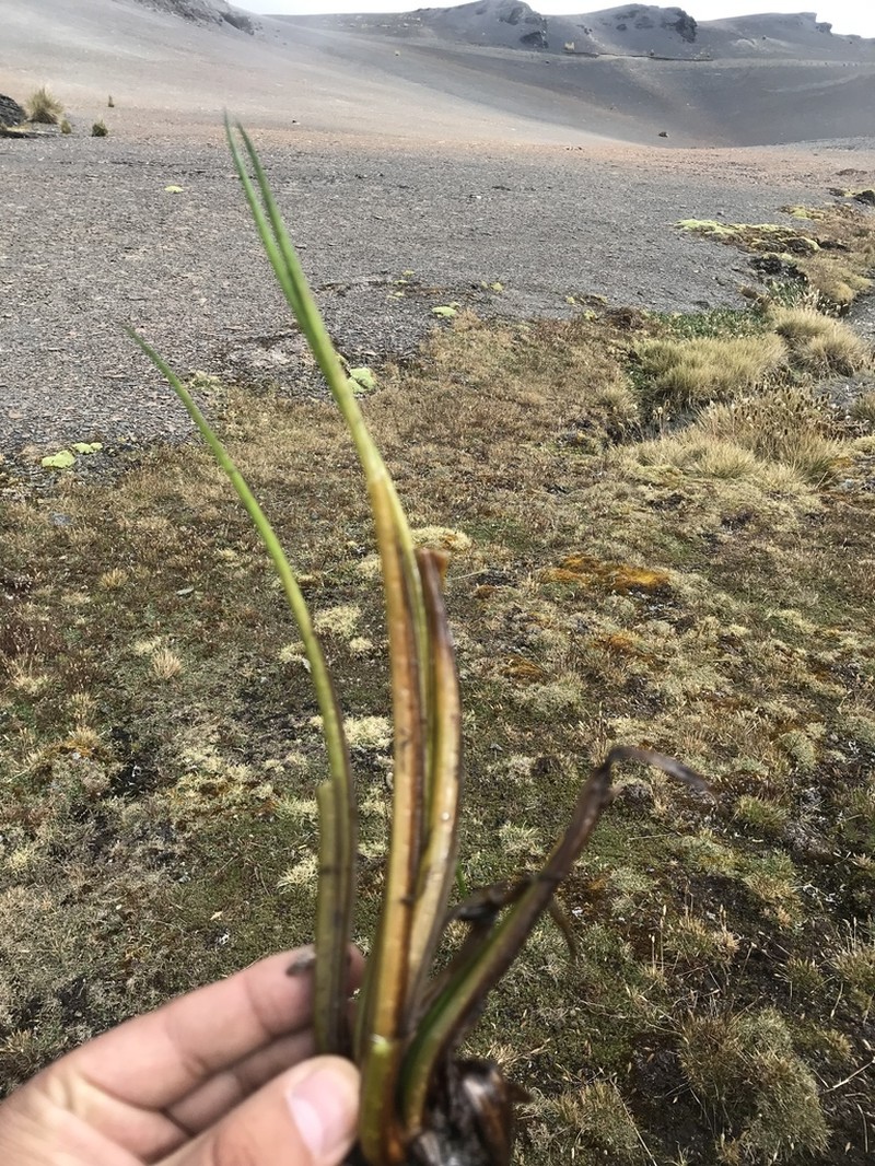 Isoetes lechleri photo 2