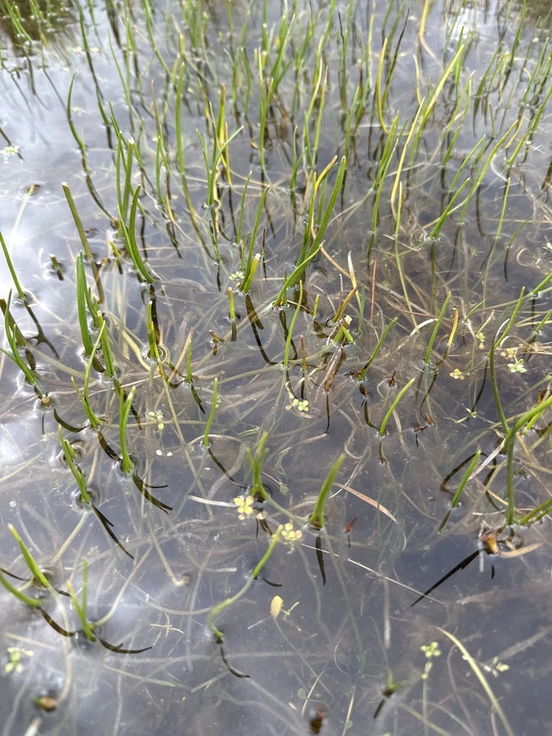 Isoetes lechleri photo 4