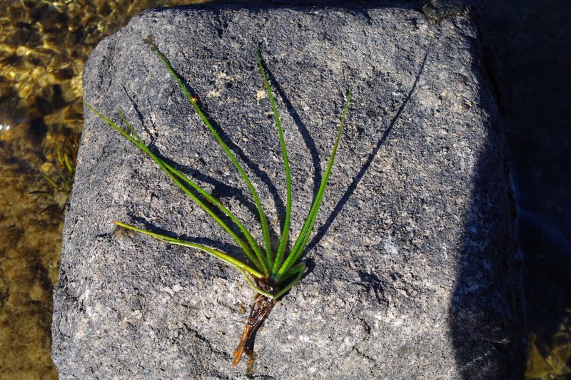 Isoetes lechleri photo 5