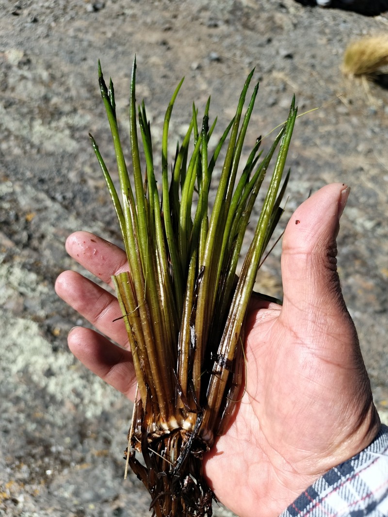 Isoetes lechleri photo 6