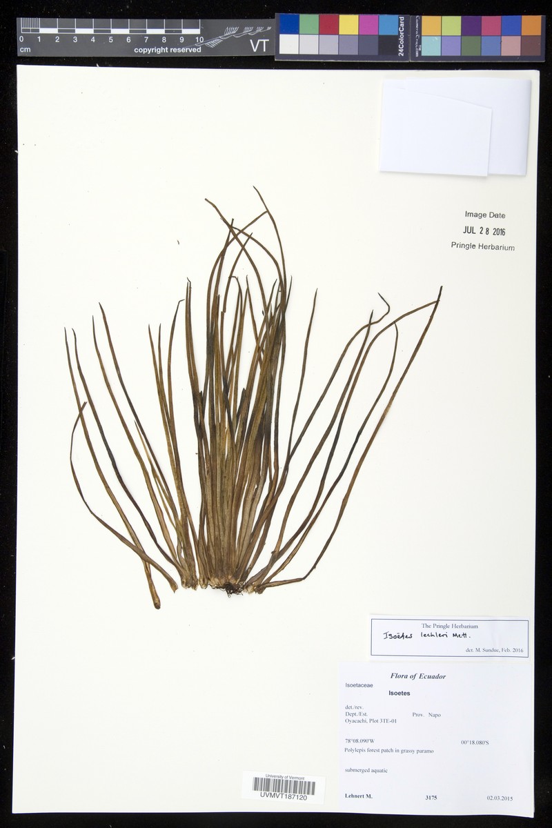 Isoetes lechleri photo 7