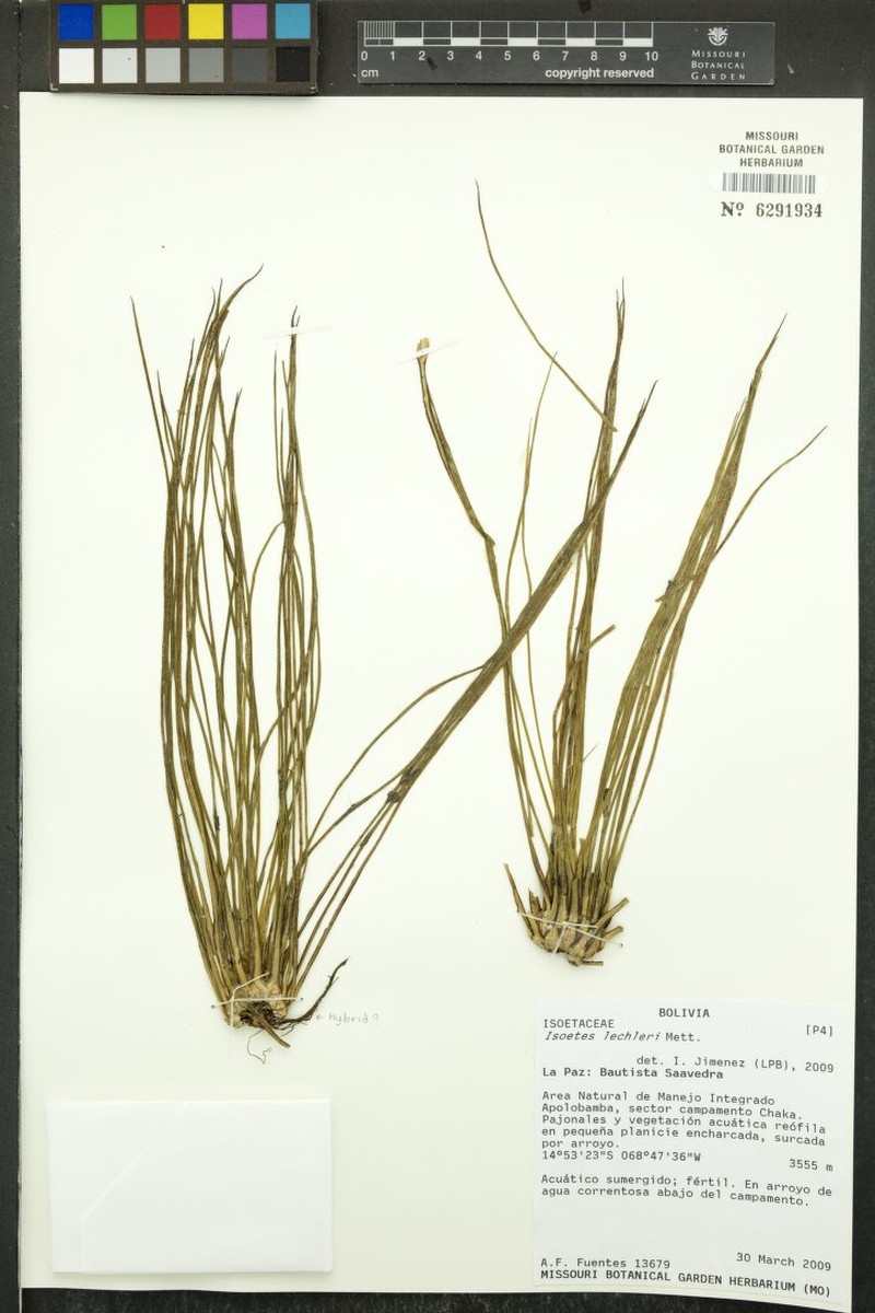 Isoetes lechleri photo 8