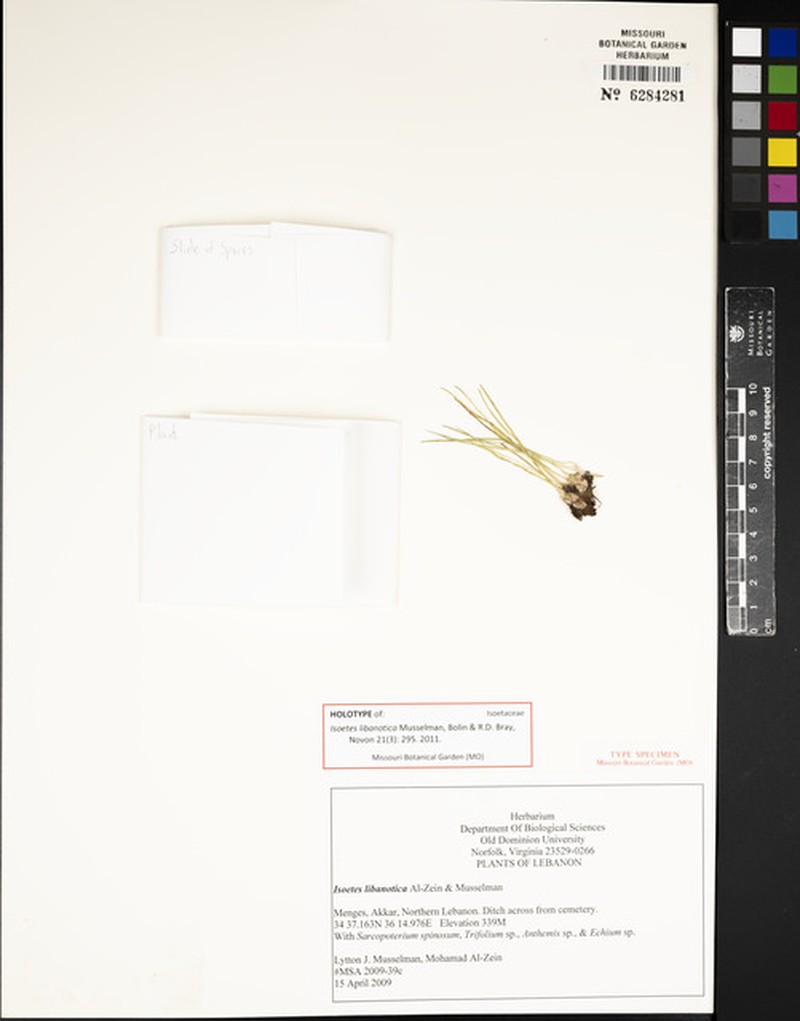 Isoetes libanotica