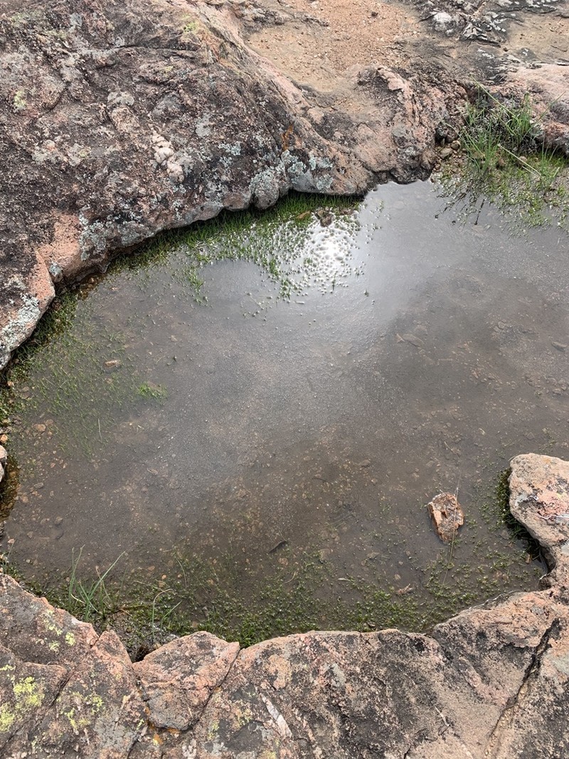 Rock Quillwort