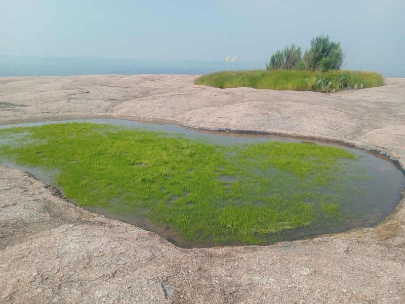 Rock Quillwort photo 2