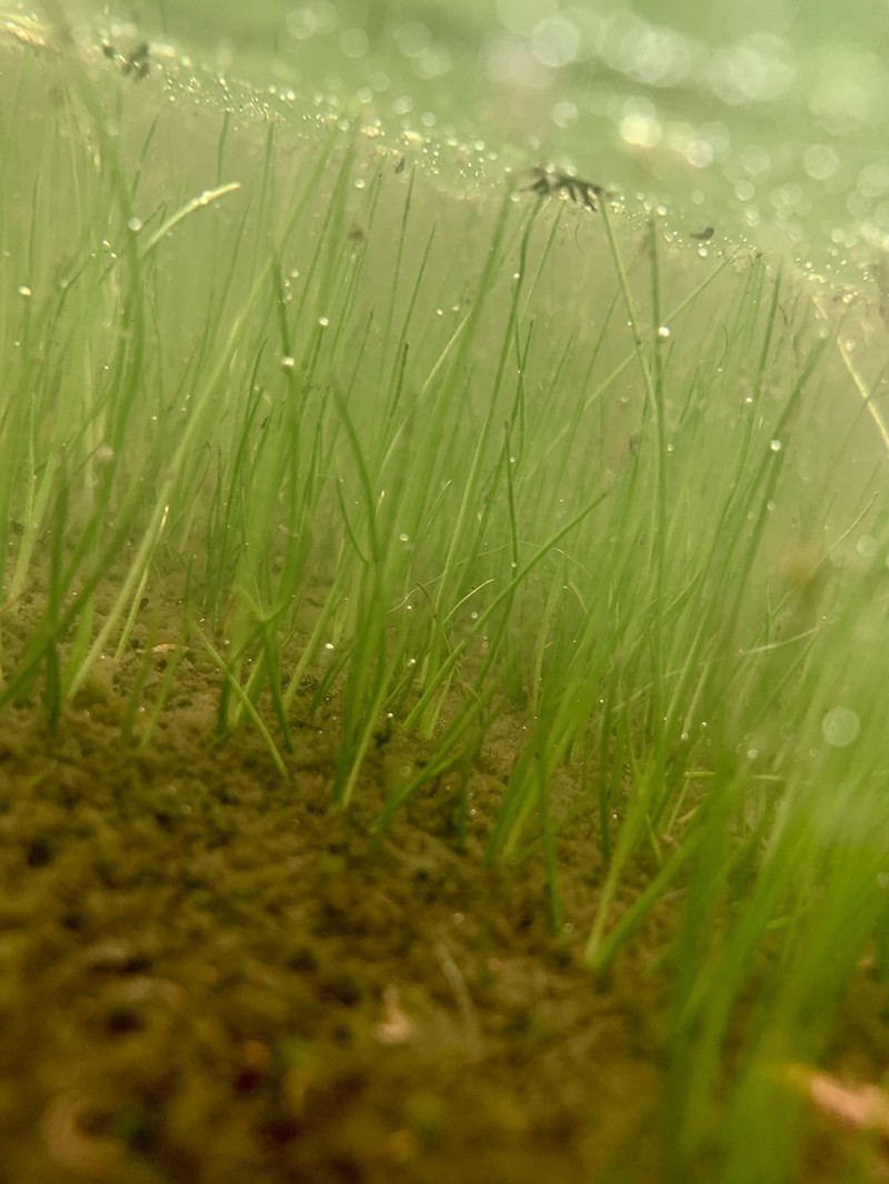 Rock Quillwort photo 3