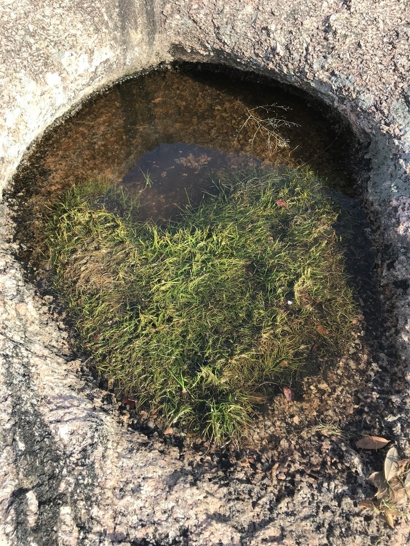 Rock Quillwort photo 4