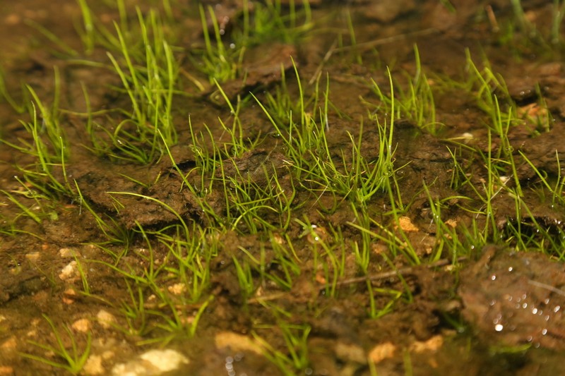 Rock Quillwort photo 5
