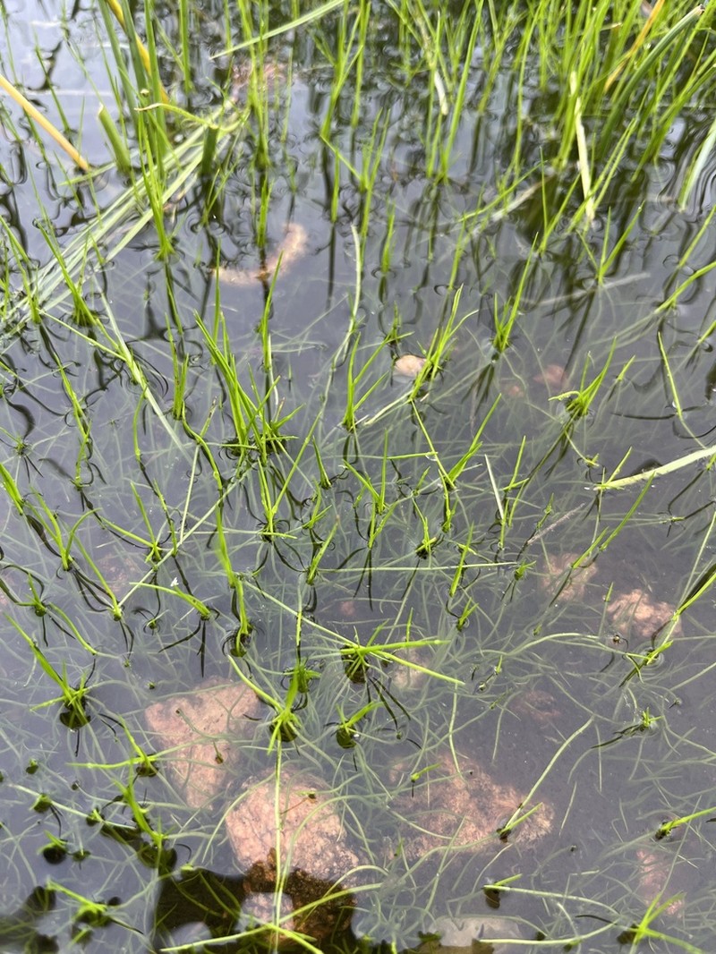 Rock Quillwort photo 6