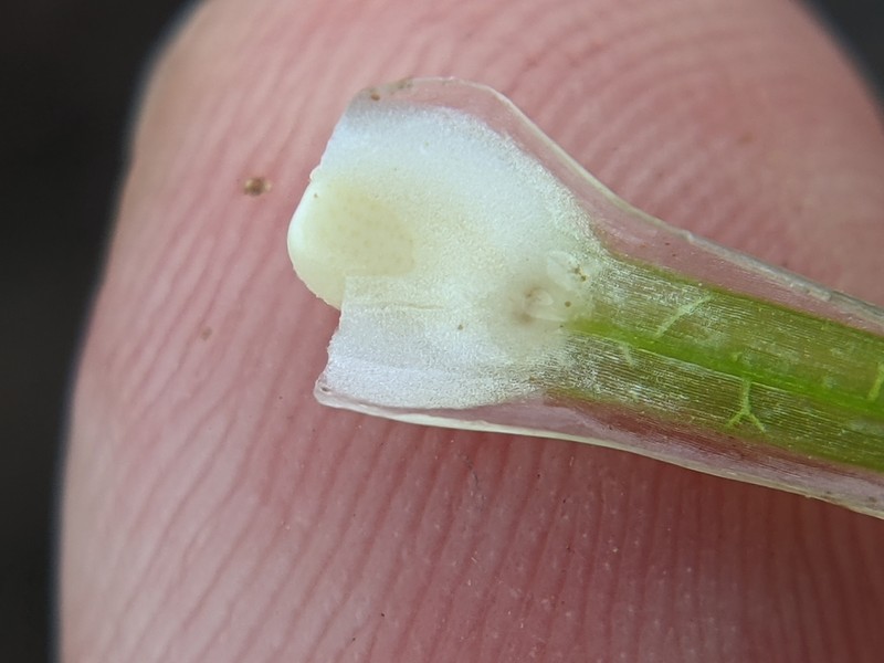 Rock Quillwort photo 7