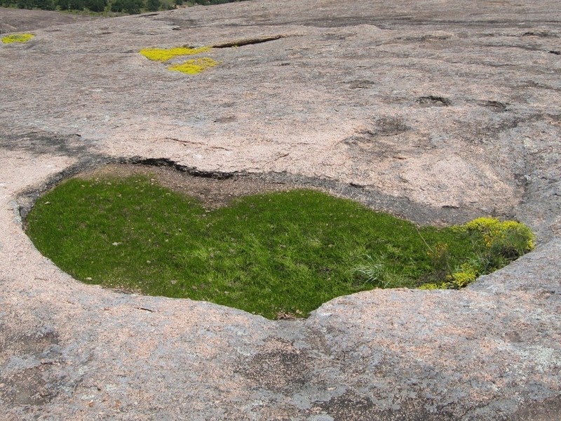 Rock Quillwort photo 8