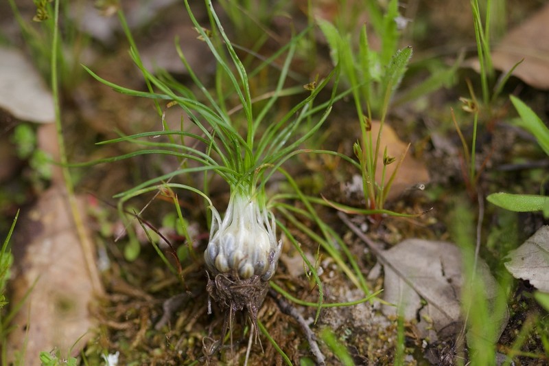 Isoetes longissima