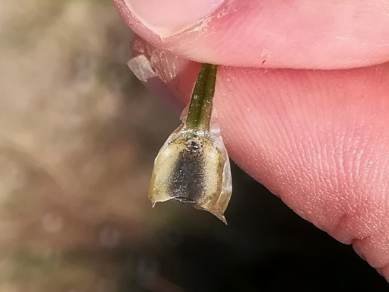 Isoetes longissima photo 2