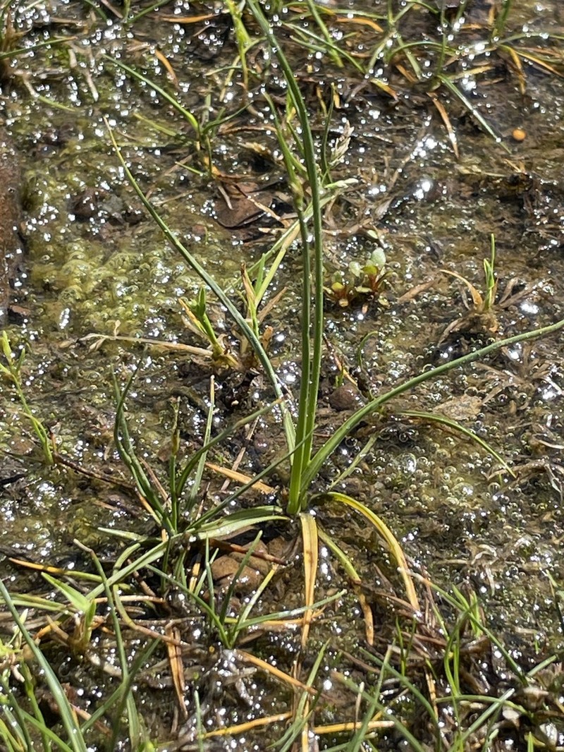 Isoetes longissima photo 4