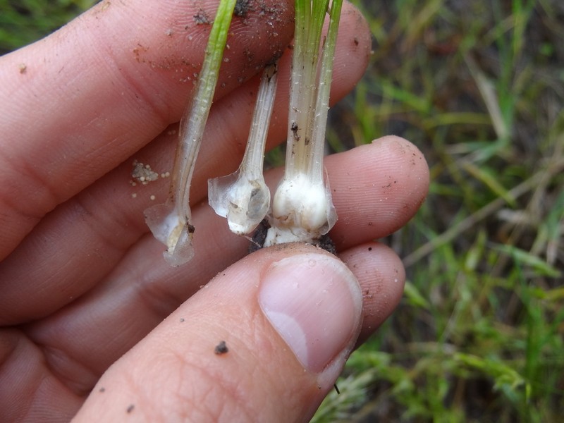 Isoetes longissima photo 5