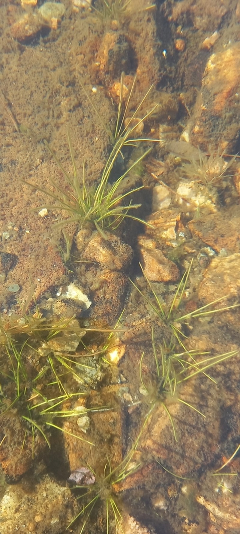 Isoetes longissima photo 6