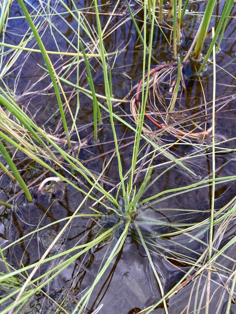 Isoetes longissima photo 8