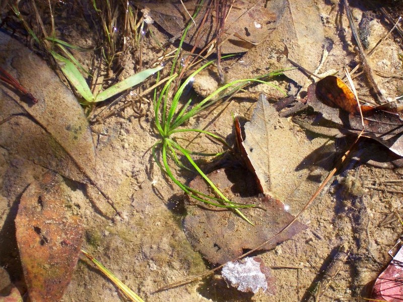 Louisiana Quillwort photo 2