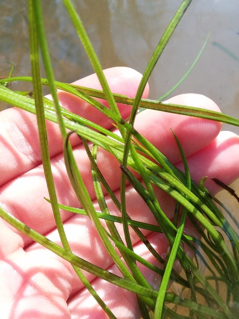 Louisiana Quillwort photo 3