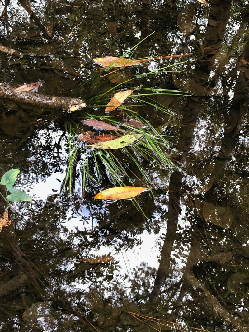 Louisiana Quillwort photo 4