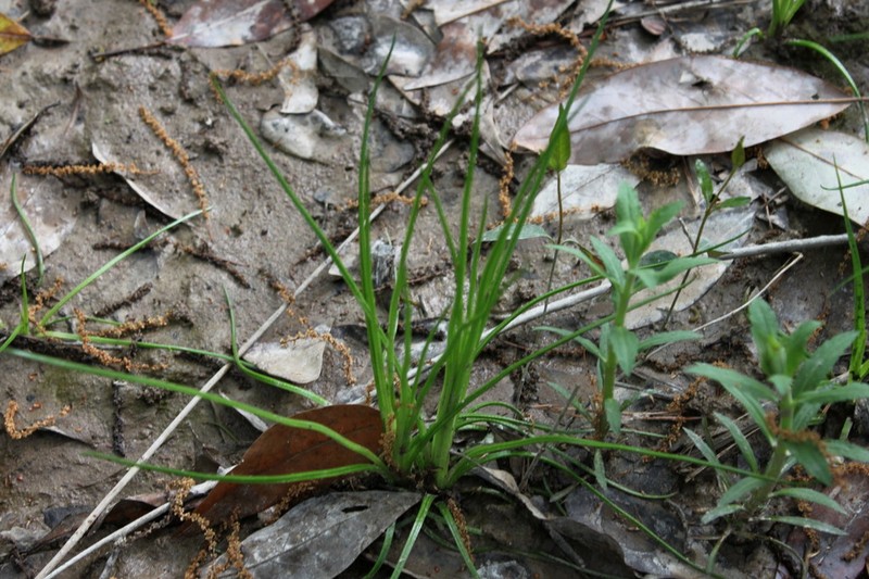 Louisiana Quillwort photo 5