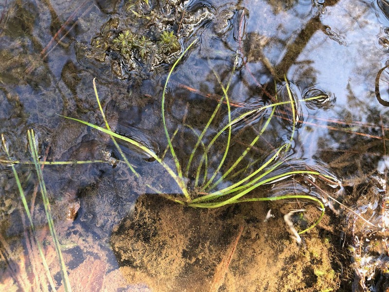 Louisiana Quillwort photo 6