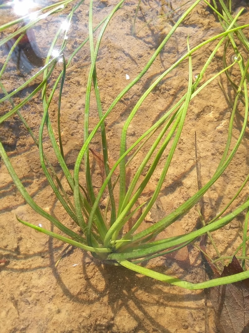 Louisiana Quillwort photo 7