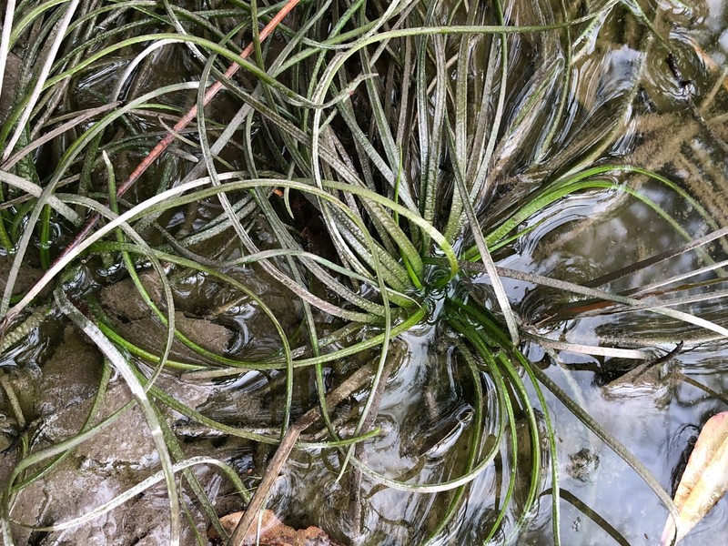 Louisiana Quillwort photo 8