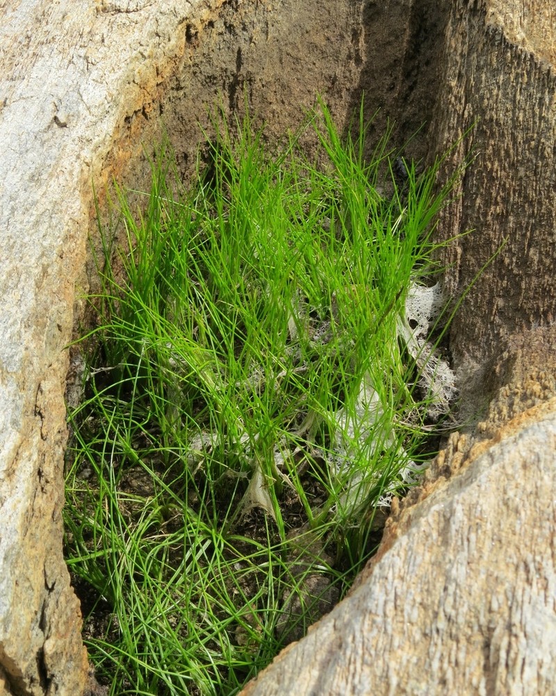 Isoetes luetzelburgii