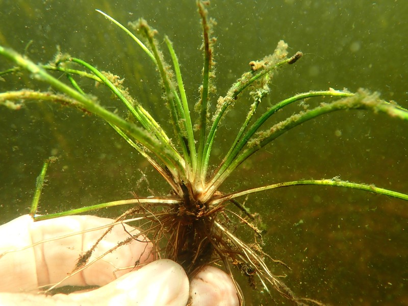 Big-Spore Quillwort