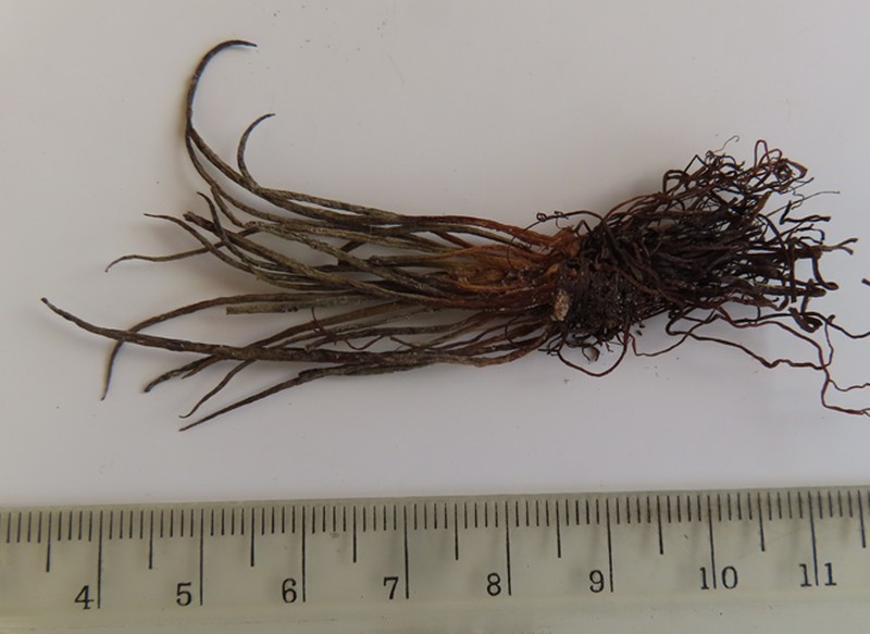 Big-Spore Quillwort photo 2