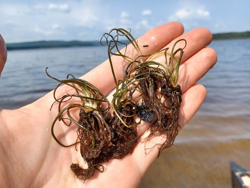 Big-Spore Quillwort photo 3