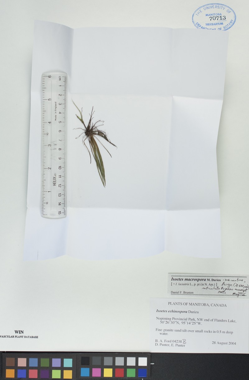 Big-Spore Quillwort photo 5