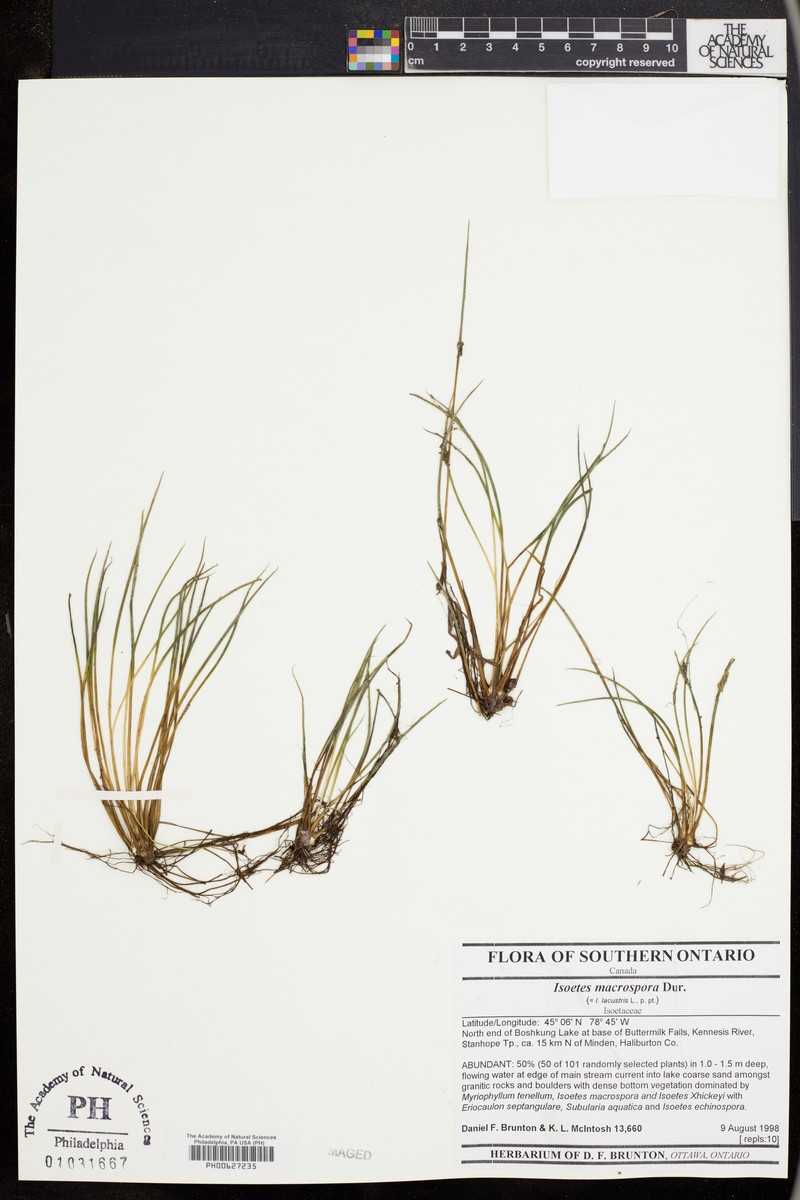 Big-Spore Quillwort photo 6