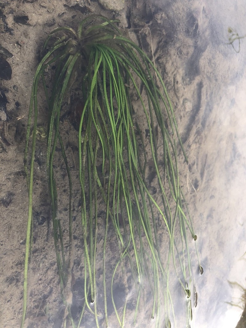 Isoetes malinverniana