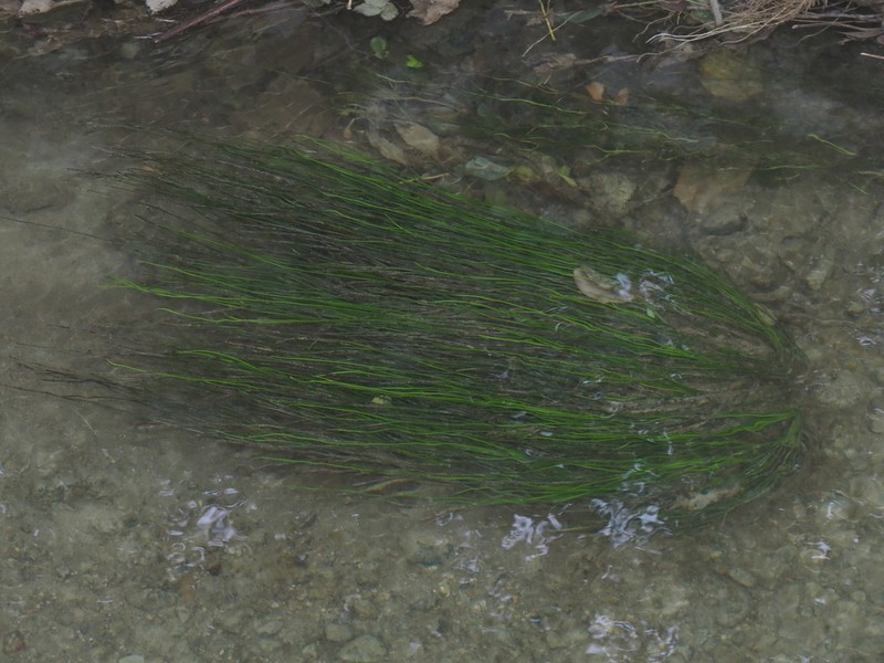 Isoetes malinverniana photo 3