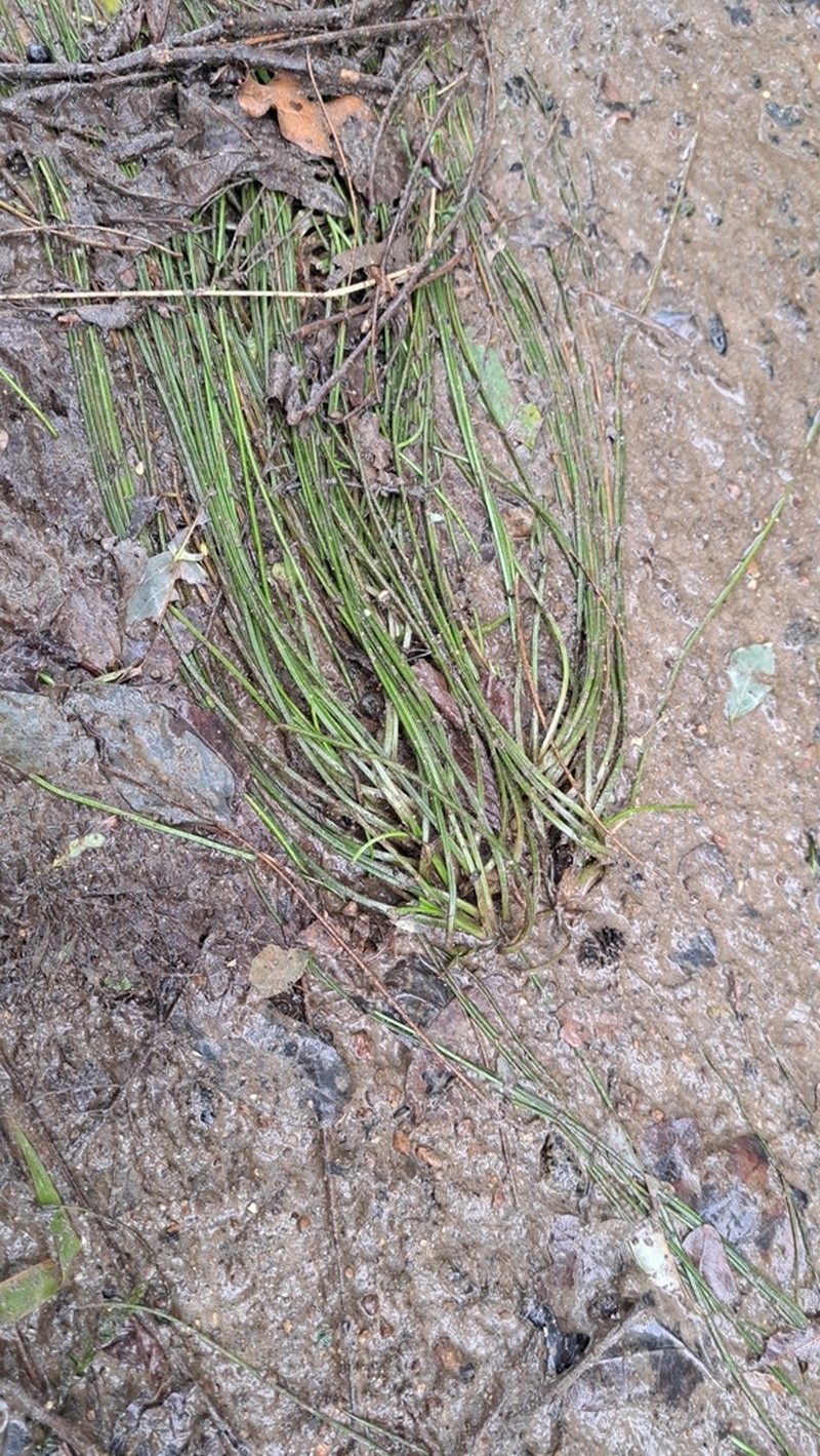 Isoetes malinverniana photo 6
