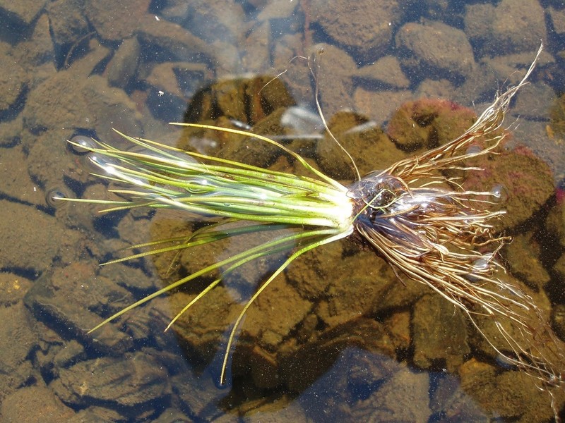 Maritime Quillwort