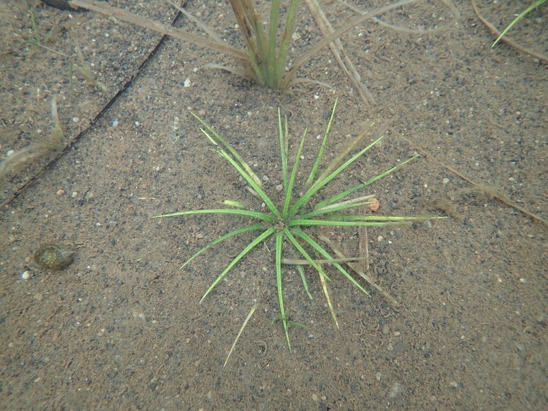 Maritime Quillwort photo 3