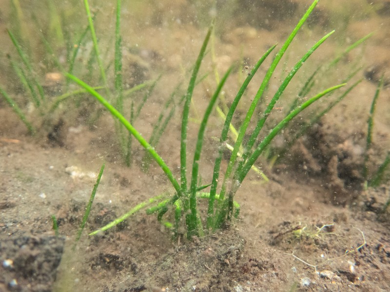 Maritime Quillwort photo 4
