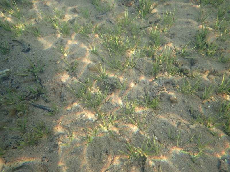 Maritime Quillwort photo 5