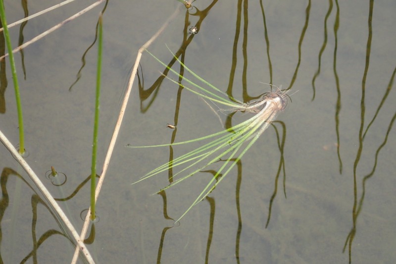 Maritime Quillwort photo 6