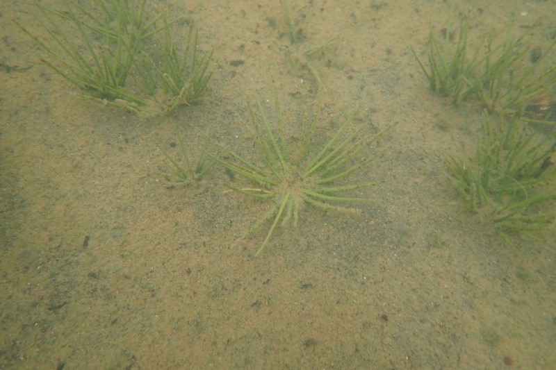 Maritime Quillwort photo 7