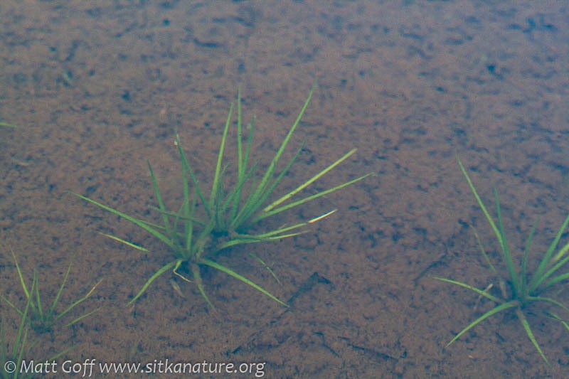 Maritime Quillwort photo 8