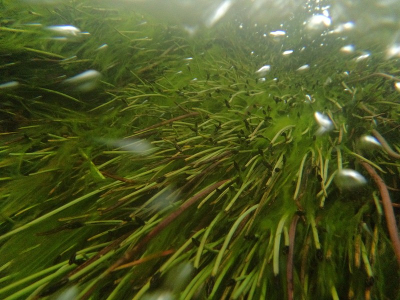 Isoetes martii
